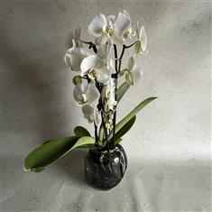 Phalenopsis Orchid Plant