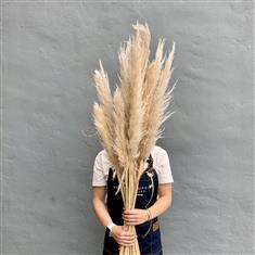 Pampas Grass (per-stem)