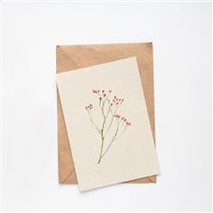 Limonium 