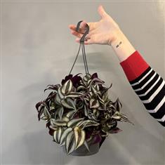 Tradescantia zebrina- Wandering Jew