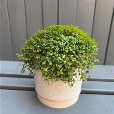 Soleirolia Soleirolii- Irish Moss