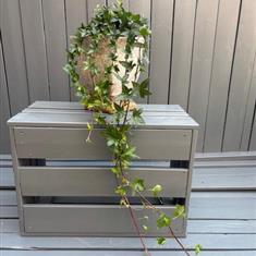 Trailing Ivy Plant