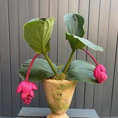 Pink Medinilla Magnifica 