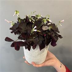 Oxalis Triangularis- Purple Shamrock