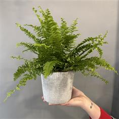 Nephrolepis exaltata- Boston Fern