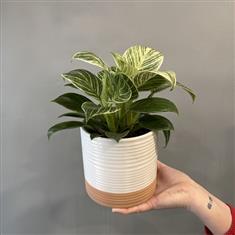 Philodendron Birkin