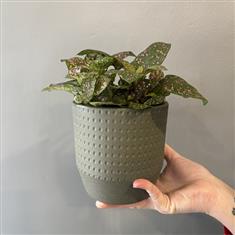 Hypoestes Phyllostachya- Polka Dot Pink Plant