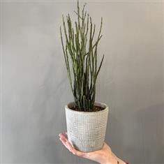 Euphorbia platyclada var erecta- Dead Stick Plant