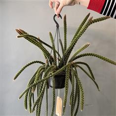 Aporocactus Flagelliformis- Rat Tail Cactus