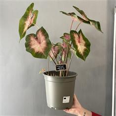 Caladium- Red Flash
