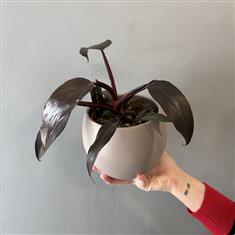 Philodendron Erubescens- Burgundy Princess 