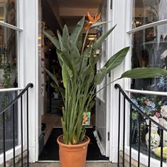 Strelitzia Reginae (Bird of Paradise)