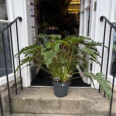 Philodendron Xanadu