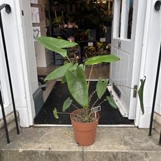 Alocasia Zebrina