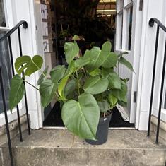 Monstera Deliciosa