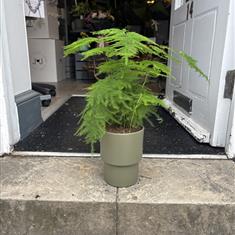 Asparagus Fern in Green Ceramic Pot