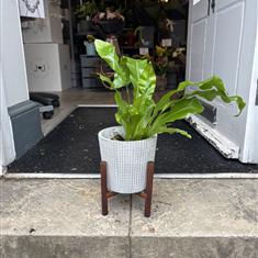 Asplenium Nidus (Bird's Nest Fern)
