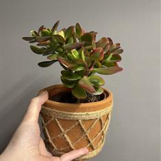 Crassula Ovata Variegata Succulent 'Sunset'